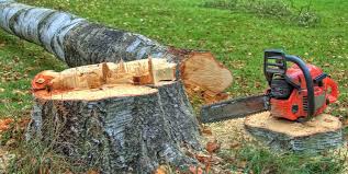 Professional Tree Care in Mccormick, SC