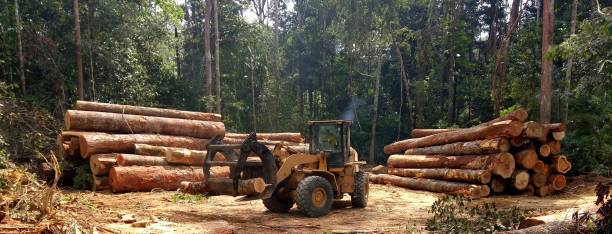Lawn Renovation and Restoration in Mccormick, SC