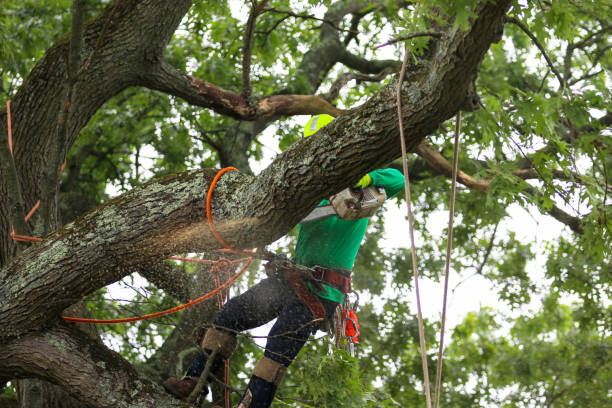 Best Hazardous Tree Removal  in Mccormick, SC