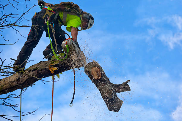 Best Tree and Shrub Care  in Mccormick, SC