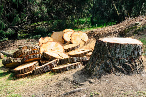 Best Root Management and Removal  in Mccormick, SC